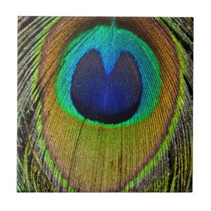 Azulejo De Cerámica Plumas de la cola del pavo real macho
