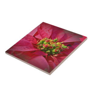 Azulejo De Cerámica Poinsettia Roja - Navidades