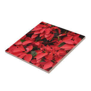 Azulejo De Cerámica Poinsettias Rojas II Floral Navideña