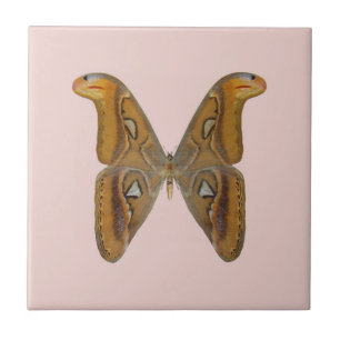 Azulejo De Cerámica Polilla Atlas