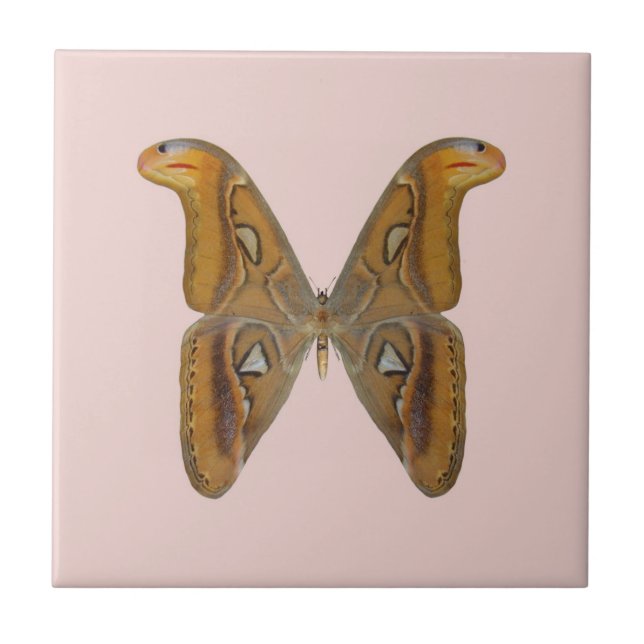 Azulejo De Cerámica Polilla Atlas (Frente)