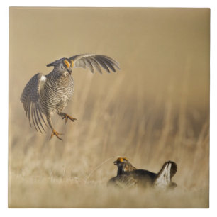 Azulejo De Cerámica Pollos de pradera machos en lek en el condado de L