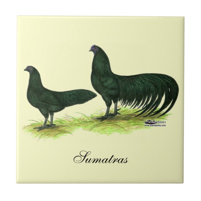 Azulejo De Cerámica Pollos Sumatra Black (Frente)