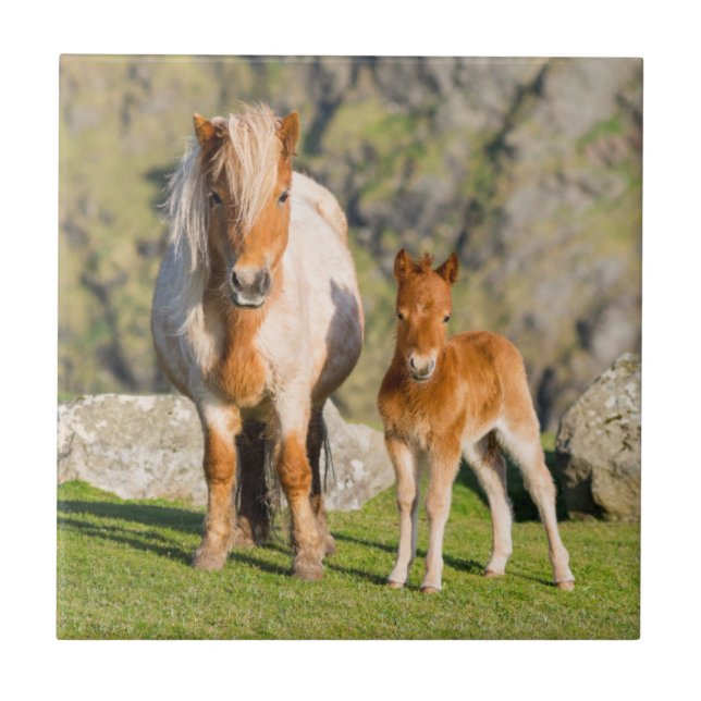 Azulejo De Cerámica Pony De Shetland En Pastelería Cerca De Altos Acan (Frente)