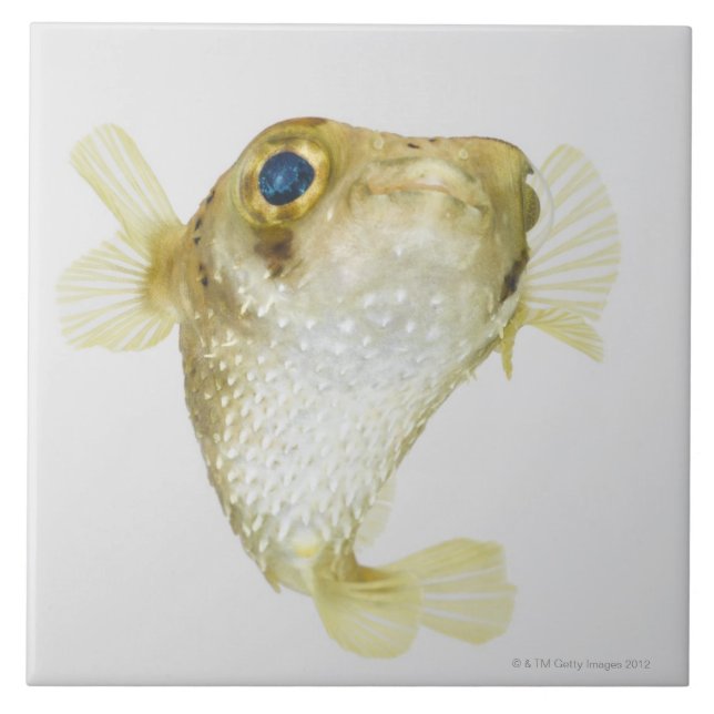 Azulejo De Cerámica porcupinefish de la Punto-aleta (hystrix del (Frente)