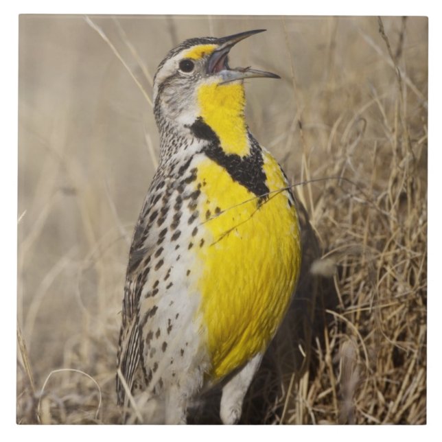 Azulejo De Cerámica Pradera Occidental (Strunella neglecta) (Frente)