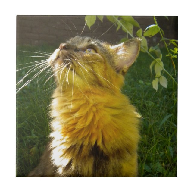 Azulejo De Cerámica Precious Kitty Tile Trivet (Frente)