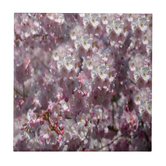 Azulejo De Cerámica Primavera rosa (Frente)