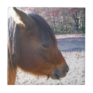 Azulejo De Cerámica Primer plano de caballo marrón, pequeño pony marró