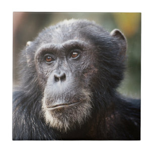 Azulejo De Cerámica Primer plano de chimpancé macho