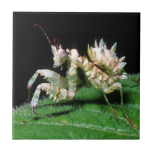 Azulejo De Cerámica Primer plano de la mantis hottentota