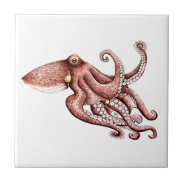 Azulejo De Cerámica Pulpo - Octopus vulgaris