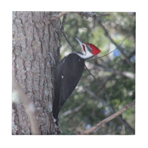 Azulejo De Cerámica Pulsación de corriente de Pileated