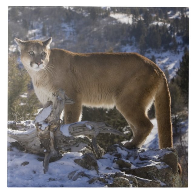 Azulejo De Cerámica Puma (Frente)