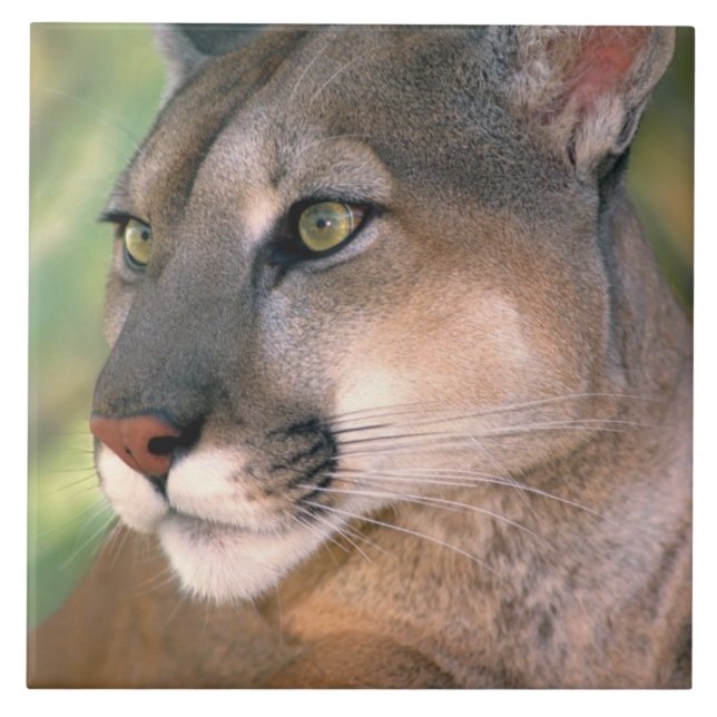 Azulejo De Cerámica Puma, California (Frente)