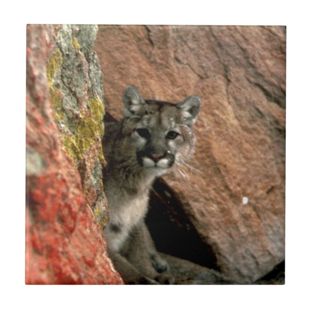 Azulejo De Cerámica Puma - foto del león de montaña (Frente)