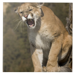 Azulejo De Cerámica Puma o león de montaña, puma concolor, Cautivo -
