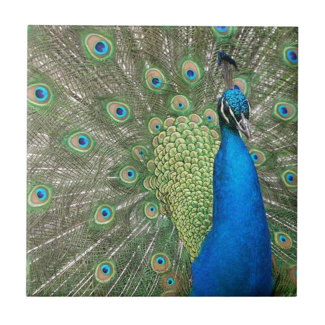 Azulejo De Cerámica Puntal del pavo real (Frente)