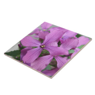 Azulejo De Cerámica Púrpura Flor Silvestre