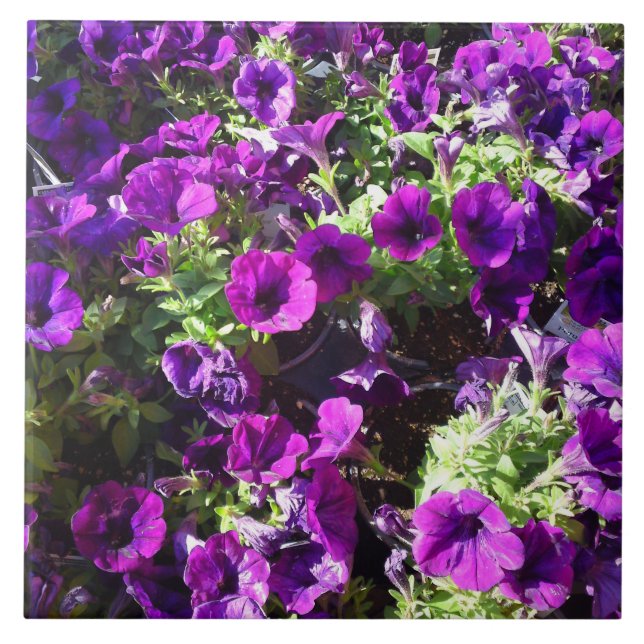 Azulejo De Cerámica Púrpura Petunia Flor Tile (Frente)