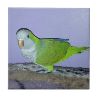 Azulejo De Cerámica Quaker Parrot