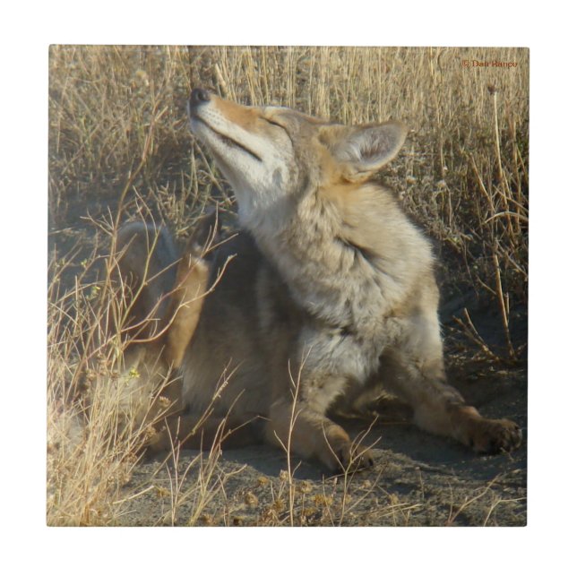 Azulejo De Cerámica R17 Coyote Rascando (Frente)
