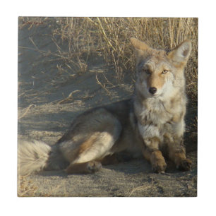 Azulejo De Cerámica R19 Coyote Acostado