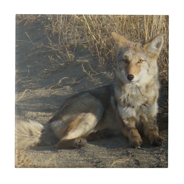 Azulejo De Cerámica R19 Coyote Acostado (Frente)