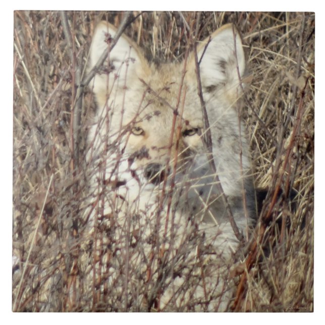 Azulejo De Cerámica R21 Coyote "Te vigila" (Frente)