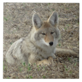 Azulejo De Cerámica R22 Coyote Acostado