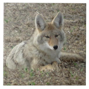 Azulejo De Cerámica R22 Coyote Acostado