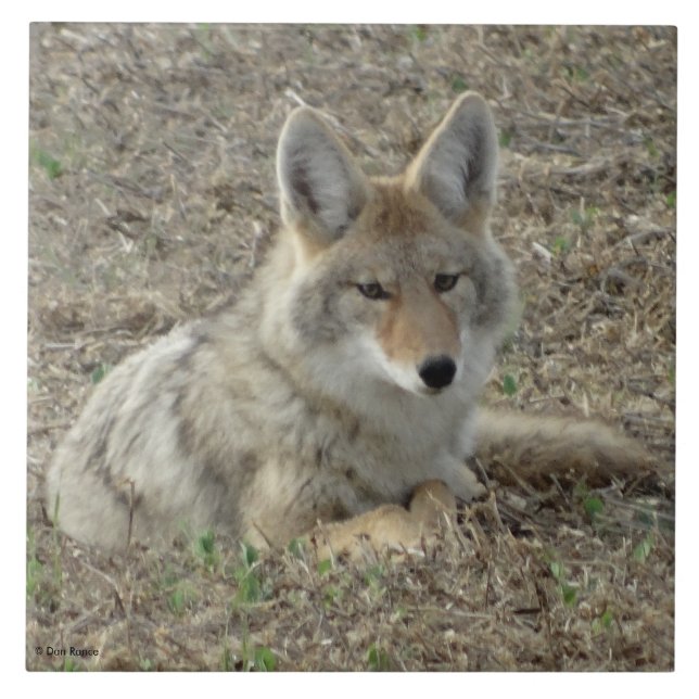 Azulejo De Cerámica R22 Coyote Acostado (Frente)