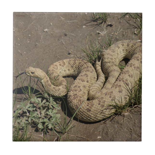 Azulejo De Cerámica R6 Prairie Rattlesnake (Frente)