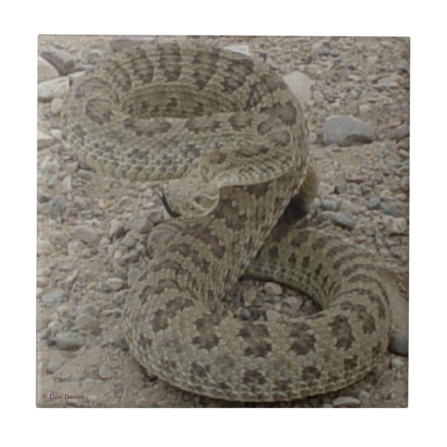 Azulejo De Cerámica R9 Prairie Rattlesnake Enrollado (Frente)