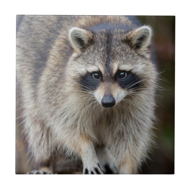 Azulejo De Cerámica Raccoon, Procyon lotor, Florida, Estados Unidos 2 (Frente)