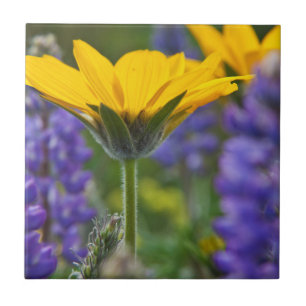 Azulejo De Cerámica Raíz de arrowleaf de bálsamo y lucioperca en flor 