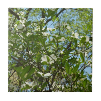 Azulejo De Cerámica Ramas de Dogwood florecen árboles de primavera