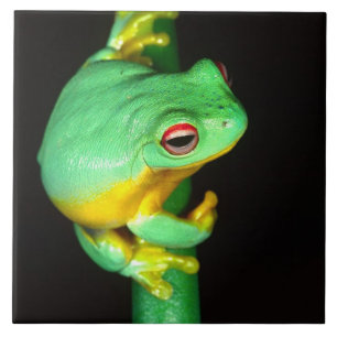 Azulejo De Cerámica Rana arborícola de ojos rojos australiana, Litoria