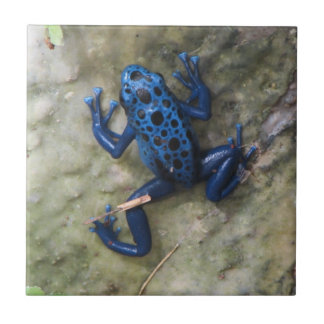 Azulejo De Cerámica Rana azul del dardo del veneno