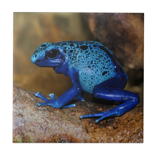 Azulejo De Cerámica Rana azul Dendrobates Azureus del dardo del veneno (Frente)