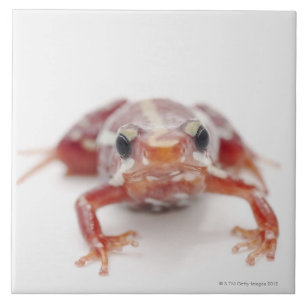 Azulejo De Cerámica rana blanco-rayada del dardo del veneno