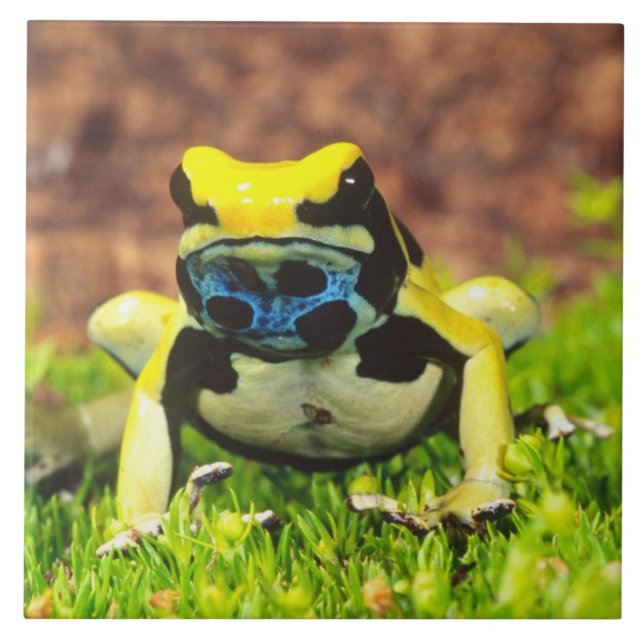 Azulejo De Cerámica Rana venenosa de Dyeing, Dendrobates tinctorius, (Frente)