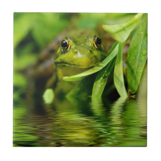 Azulejo De Cerámica Rana verde por una charca