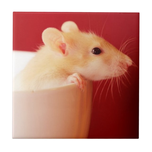 Azulejo De Cerámica Rata del bebé (Frente)