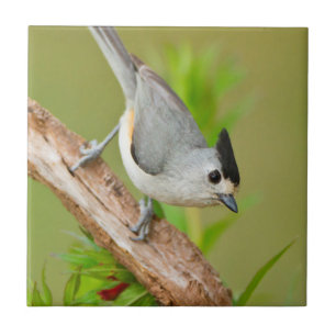 Azulejo De Cerámica Ratomys de crema negra