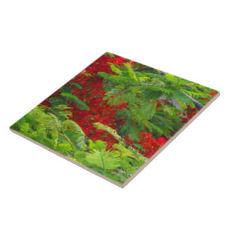 Azulejo De Cerámica Real Poinciana