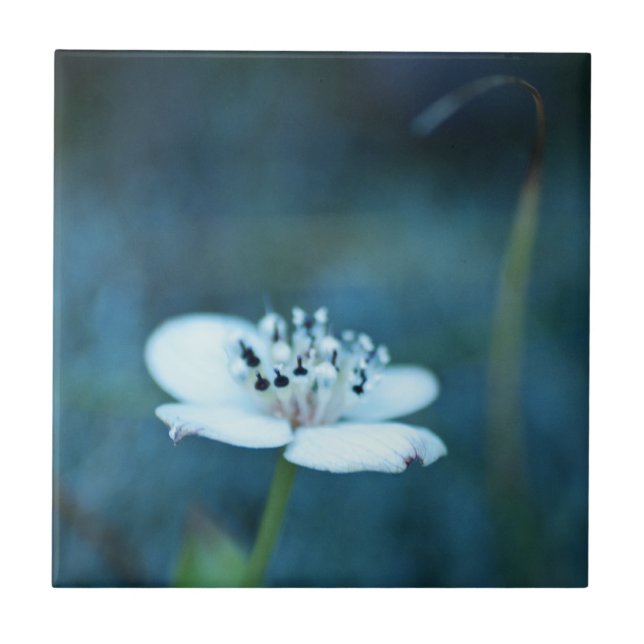 Azulejo De Cerámica Recuerdos de verano (Frente)