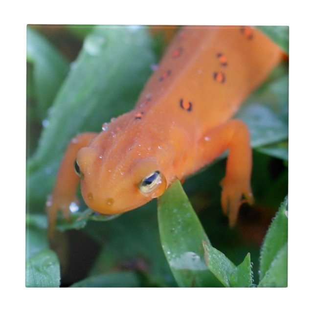 Azulejo De Cerámica Red Eft Naranja Salamander Naturaleza (Frente)