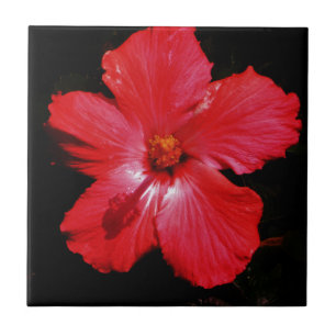 Azulejo De Cerámica Red Hibiscus