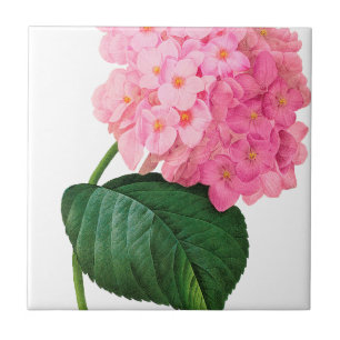 Azulejo De Cerámica Redoute Pink Hydrangea
